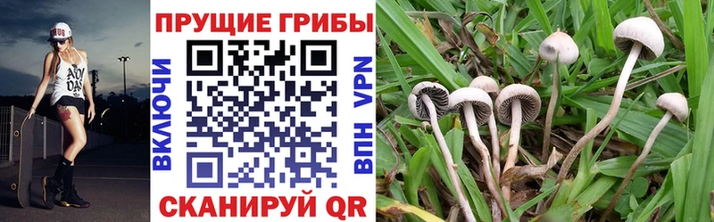 Псилоцибиновые грибы MAGIC MUSHROOMS Канск